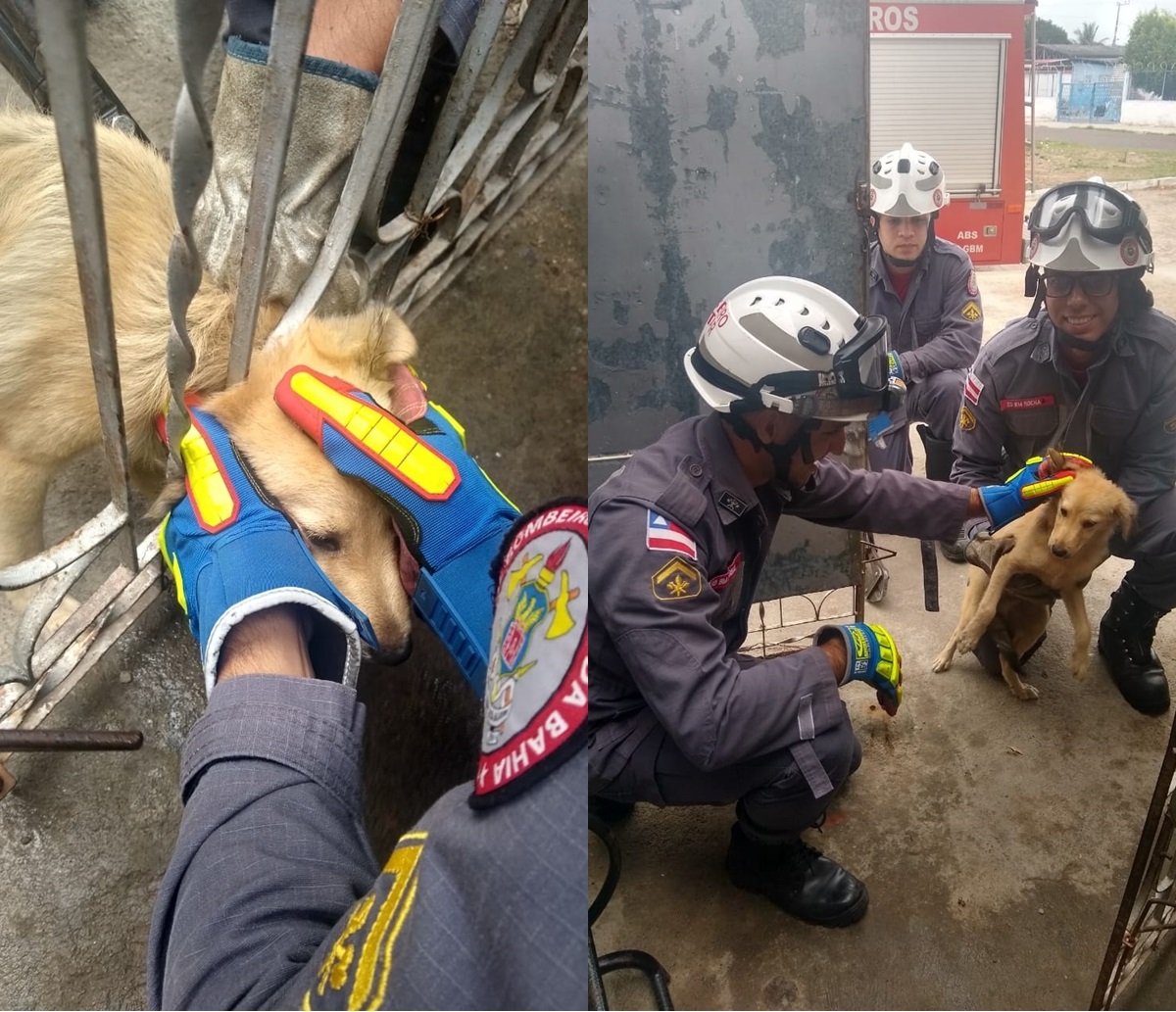 Com cabeça presa em grade de portão, cachorro é resgatado por bombeiros na Bahia 