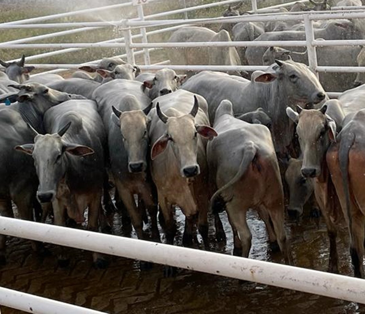 Bahia ganha destaque na criação de bovinos; Nelore é raça predominante