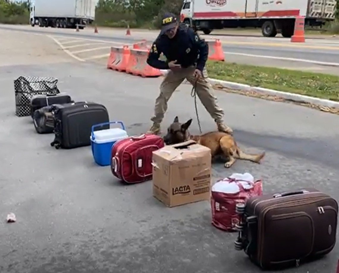 Cão policial descobre 5kg de maconha escondida em bagagem de passageira de ônibus na Bahia