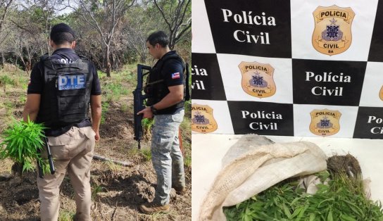 Polícia destrói roça que iria produzir mais de 100 quilos de maconha pronta para o consumo, em Juazeiro