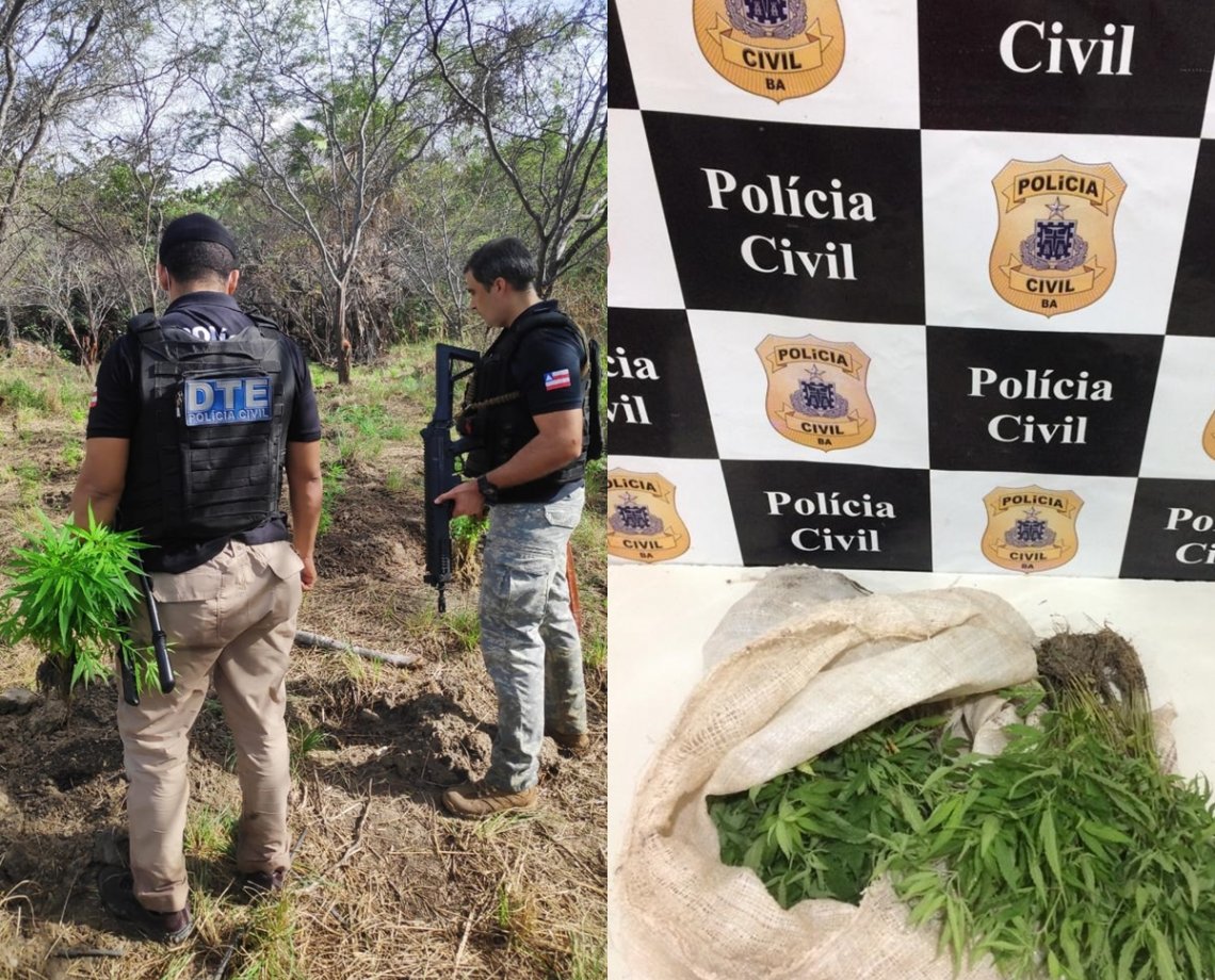 Polícia destrói roça que iria produzir mais de 100 quilos de maconha pronta para o consumo, em Juazeiro