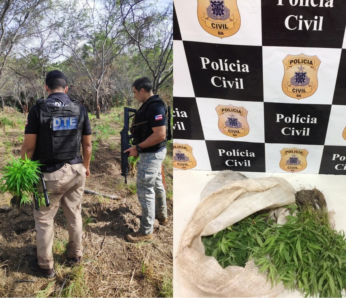 Polícia destrói roça que iria produzir mais de 100 quilos de maconha pronta para o consumo, em Juazeiro