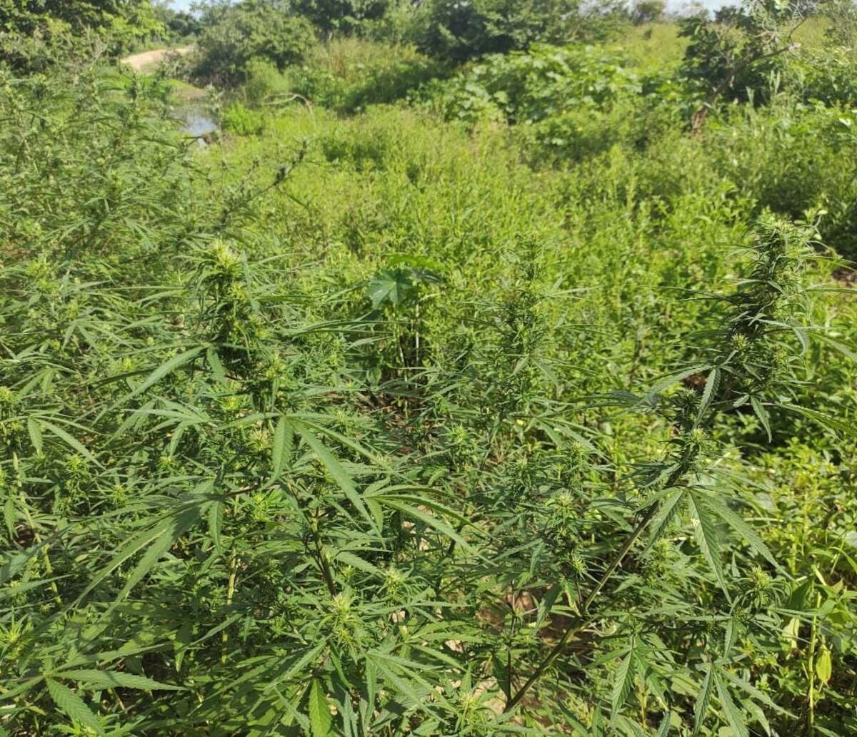 Pés de maconha em chamas; nova plantação da droga é erradica e as queimas na Bahia já ultrapassam os 150 mil pés erradicados