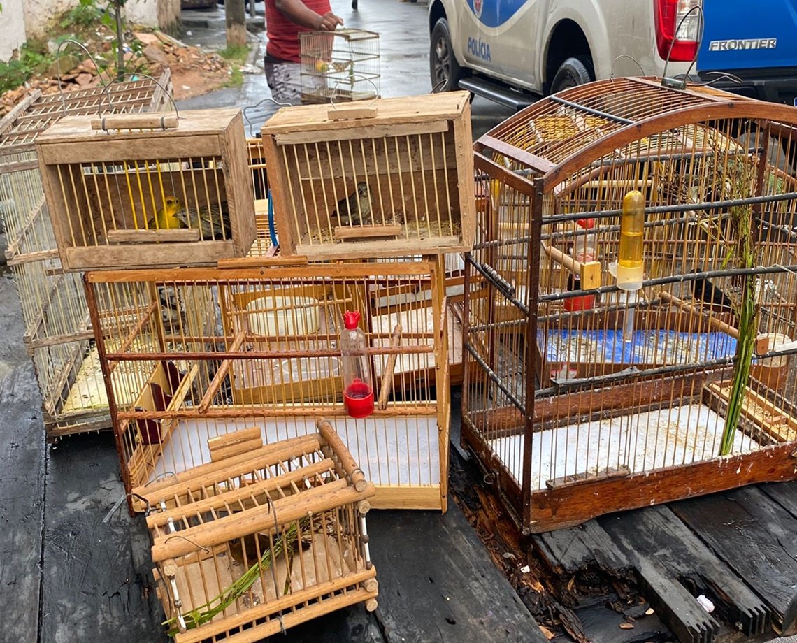 PM "engaiola" 11 que estavam vendendo pássaros na "Feira do Rolo", em Salvador  