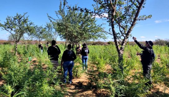 Roça com 30 mil pés de cannabis é erradicada no interior do estado; material renderia quatro toneladas de maconha