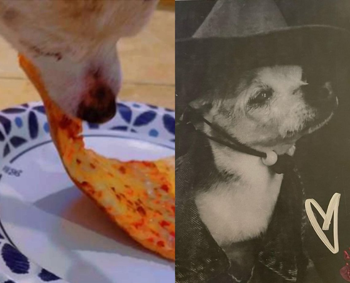 Cadela mais velha do mundo completa 22 anos e é apaixonada por pizza