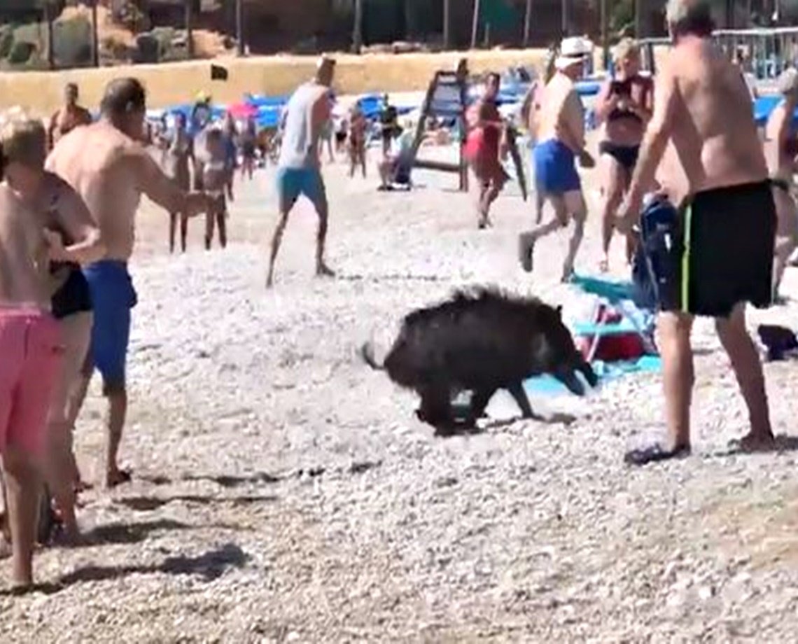 Mulher é atacada por javali em praia da Espanha; animal saiu do mar e partiu para o combate