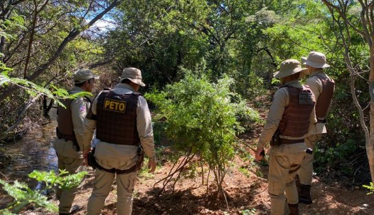 Na operação "Terra Limpa", quatro mil pés de maconha são arrancados e queimados no interior