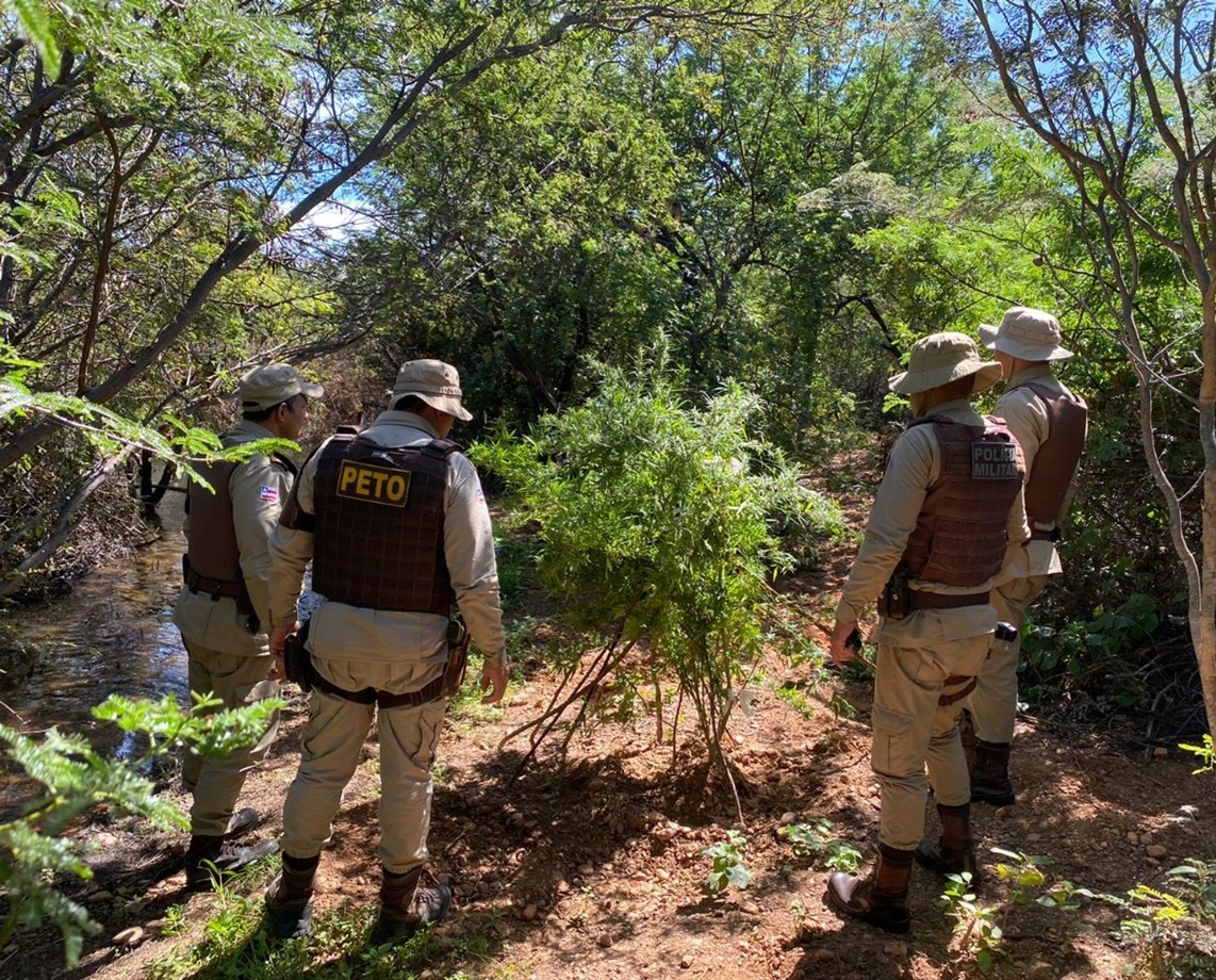 Na operação "Terra Limpa", quatro mil pés de maconha são arrancados e queimados no interior