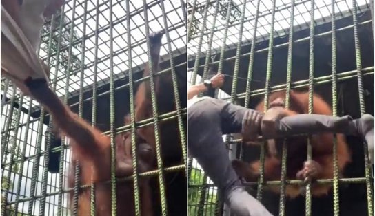 Durante passeio no zoo, visitante é agarrado por orangotango e resgate dá trabalho