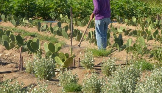 Reforma Agrária: Incra destina fazendas improdutivas no interior da Bahia para trabalhadores rurais