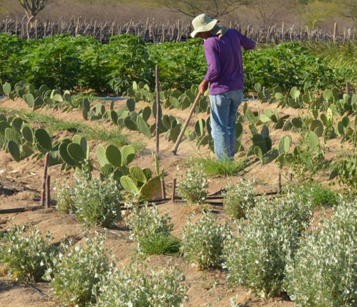 Reforma Agrária: Incra destina fazendas improdutivas no interior da Bahia para trabalhadores rurais