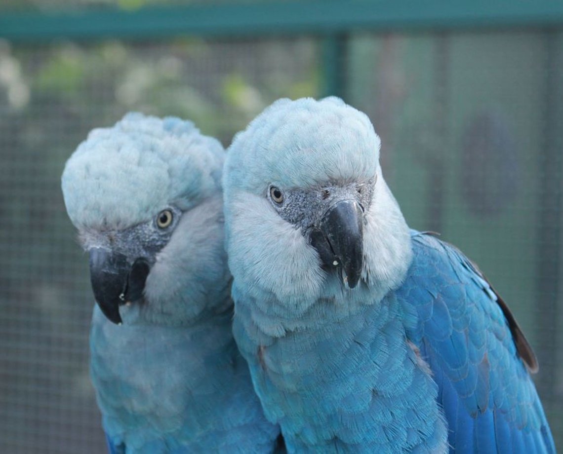 É hoje! Ararinhas-azuis são soltas em habitat natural, na Bahia, 20 anos depois de extinção