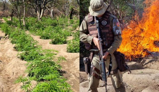 Operação Terra Limpa: polícia erradica quase 50 mil pés de maconha no norte da Bahia