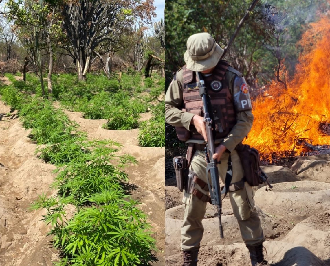 Operação Terra Limpa: polícia erradica quase 50 mil pés de maconha no norte da Bahia