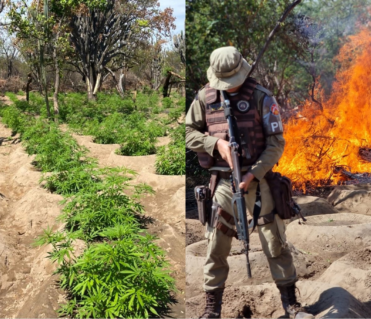 Operação Terra Limpa: polícia erradica quase 50 mil pés de maconha no norte da Bahia