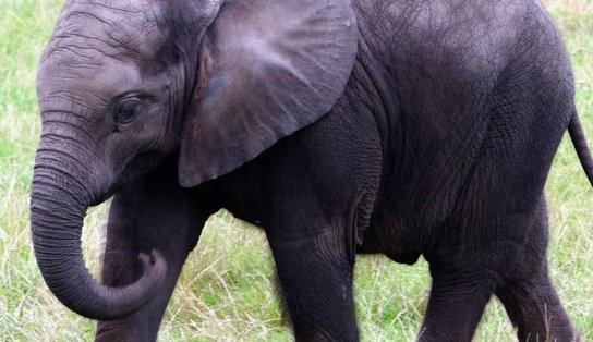 "Memória de elefante": animal mata idosa de 70 anos e aparece durante funeral para pisoteá-la novamente 