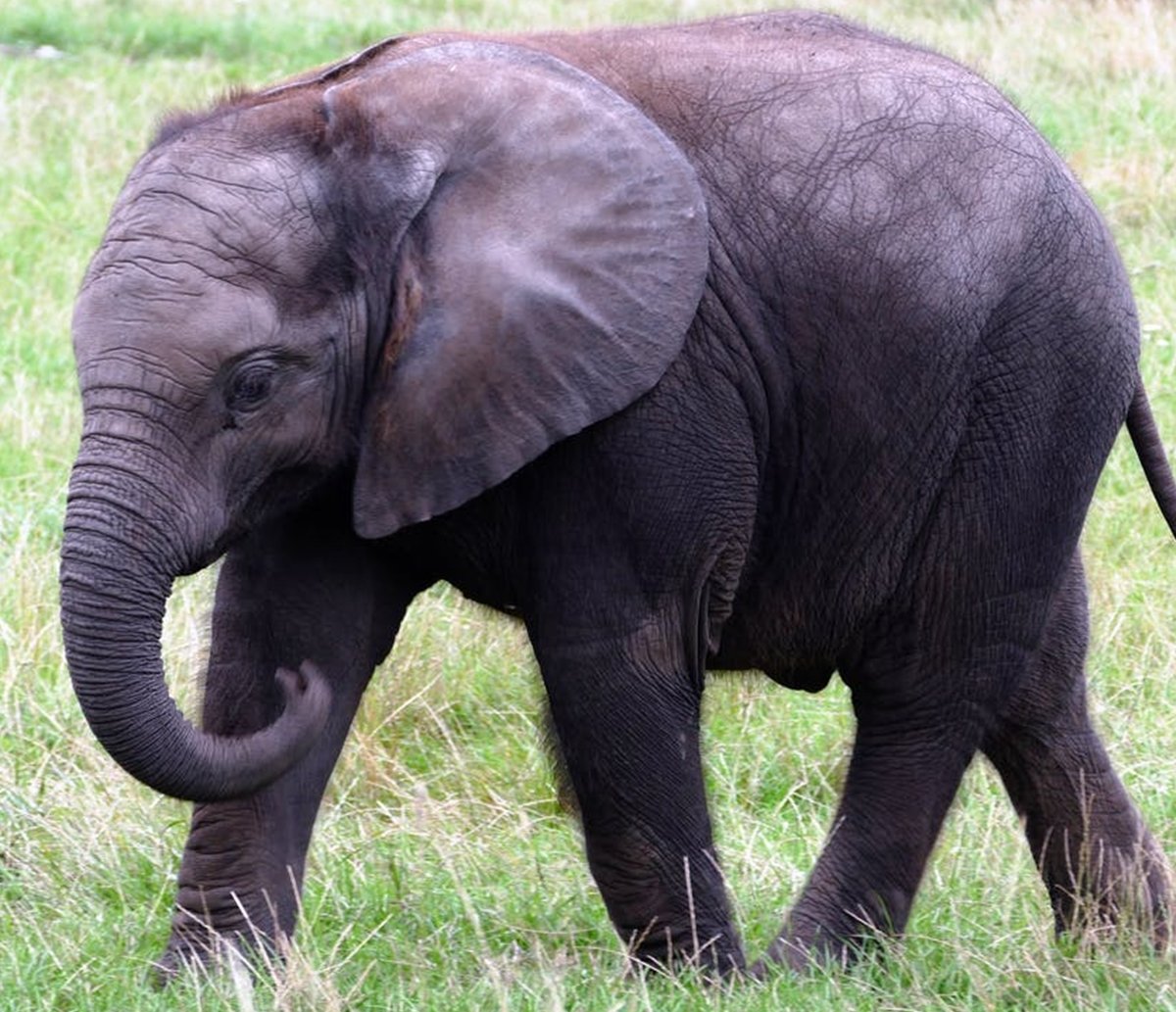 "Memória de elefante": animal mata idosa de 70 anos e aparece durante funeral para pisoteá-la novamente 