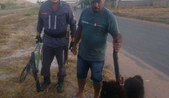 Cão é resgatado após três dias preso em bueiro no oeste da Bahia; animal não teve grave ferimentos