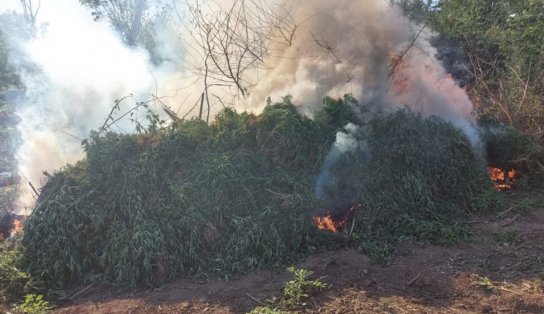 Plantação com 90 mil pés de maconha é encontrada às margens do Rio São Francisco 