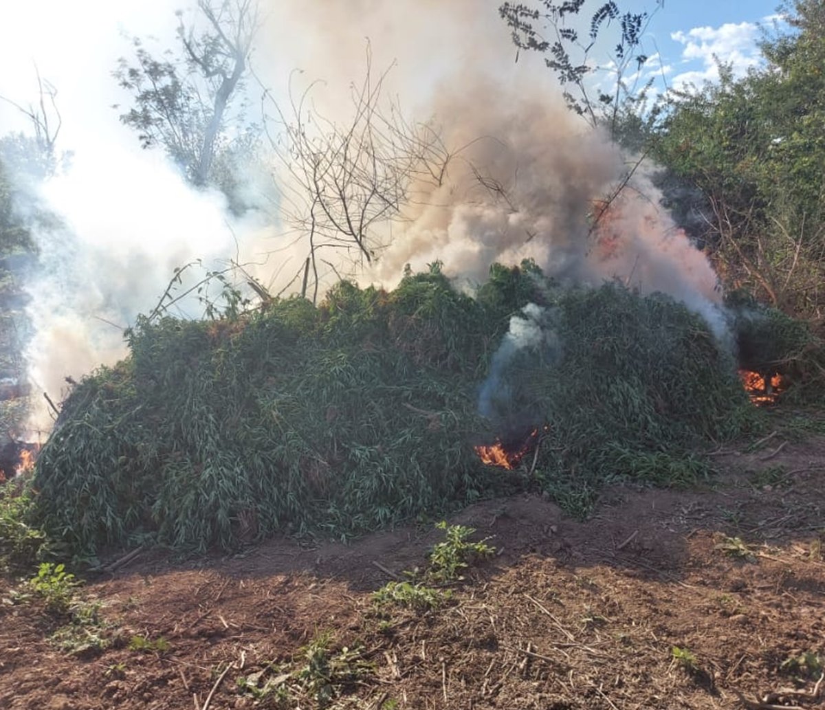 Plantação com 90 mil pés de maconha é encontrada às margens do Rio São Francisco 