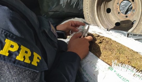 Amélia Rodrigues: PRF apreende 505 kg de maconha em carro clonado; suspeito é preso por tráfico de drogas