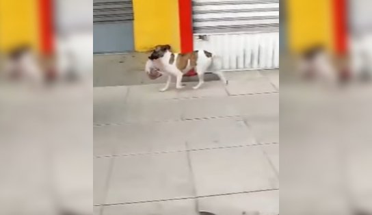 Cachorro rouba carne de cliente em açougue de Salvador, sai correndo e vídeo viraliza; assista 