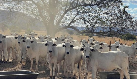 Bem-estar animal é o segredo para uma carne de qualidade