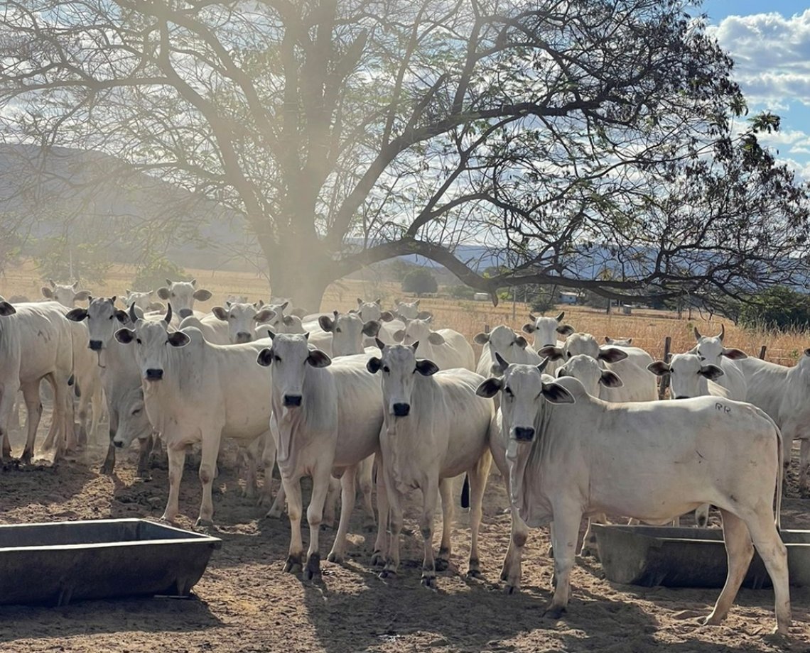 Bem-estar animal é o segredo para uma carne de qualidade