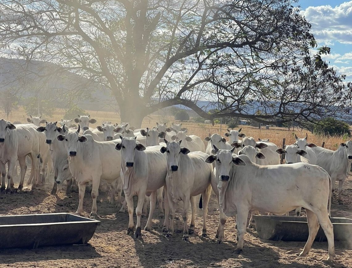 Bem-estar animal é o segredo para uma carne de qualidade