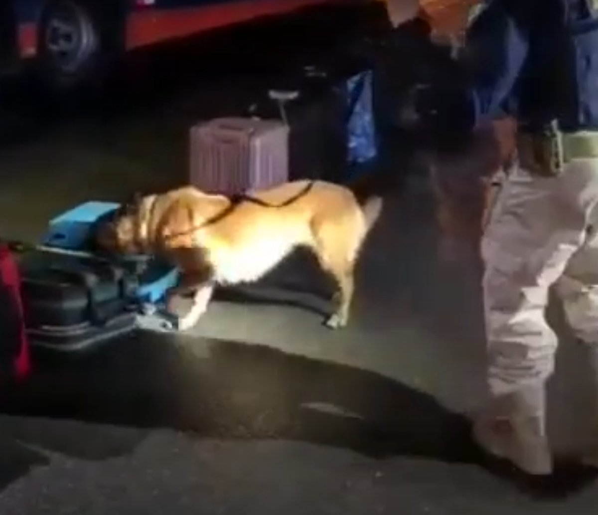 Cão policial encontra drogas dentro de bagageiro em ônibus que trafegava por Feira de Santana 