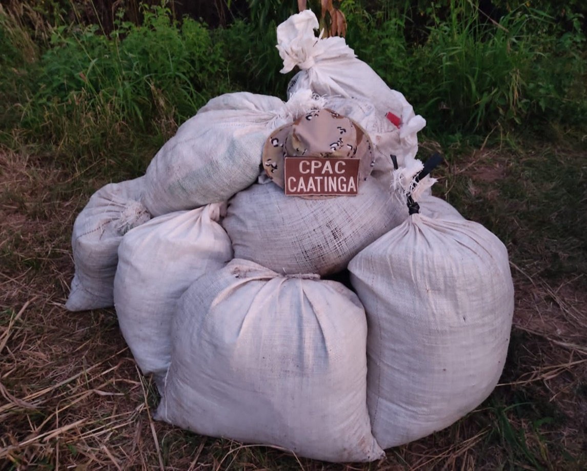 Maconha avaliada em R$ 150 mil é apreendida no interior da Bahia; suspeitos escaparam