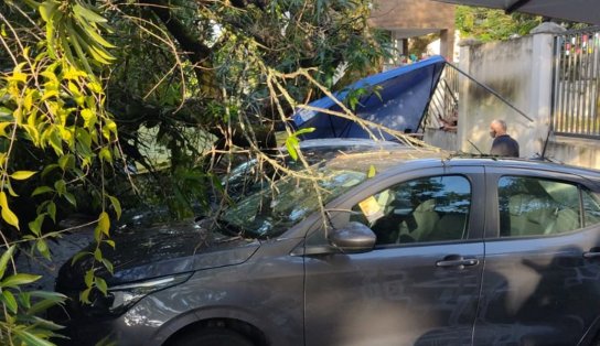 Árvore cai e danifica sete carros no bairro do Imbuí; Transalvador diz que trânsito não foi afetado