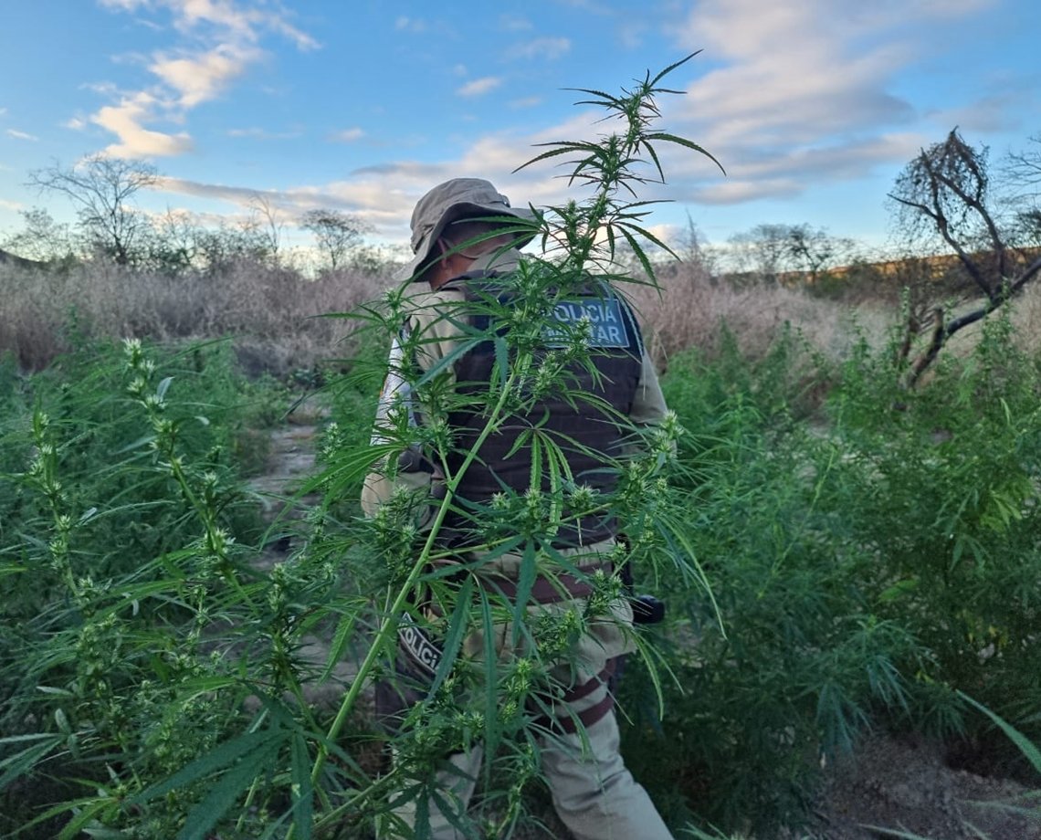 Quase 30 mil pés de maconha são erradicados no Norte da Bahia; total no ano já ultrapassa 700 mil pés