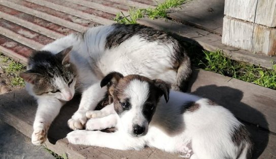 Que tal um 'aumigo'? Mercado São Miguel recebe ação de adoção e castração de cães e gatos neste sábado 