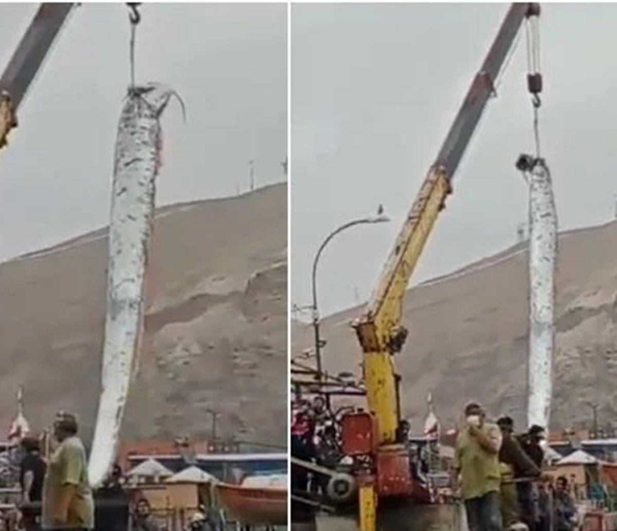 VÍDEO: peixe gigante é pescado no extremo-norte do Chile e impressiona moradores; entenda 