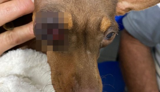 Homem é preso após socar olho de pinscher na Bahia; suspeito alegou que foi atacado primeiro  