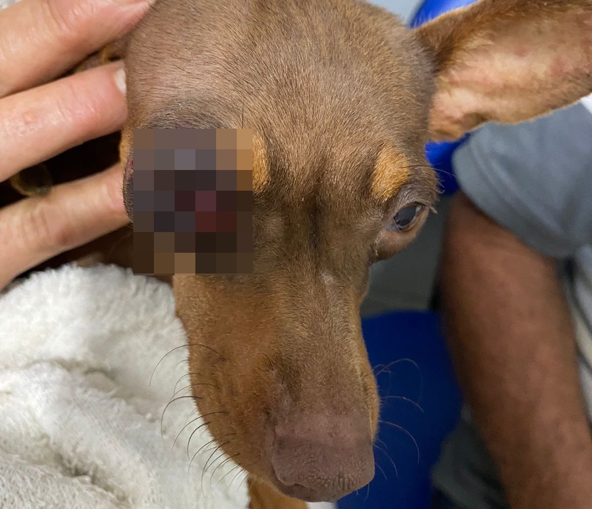 Homem é preso após socar olho de pinscher na Bahia; suspeito alegou que foi atacado primeiro  