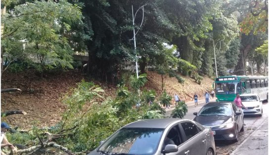 Árvore de grande porte cai, interdita parte da via e deixa trânsito intenso na Avenida Centenário