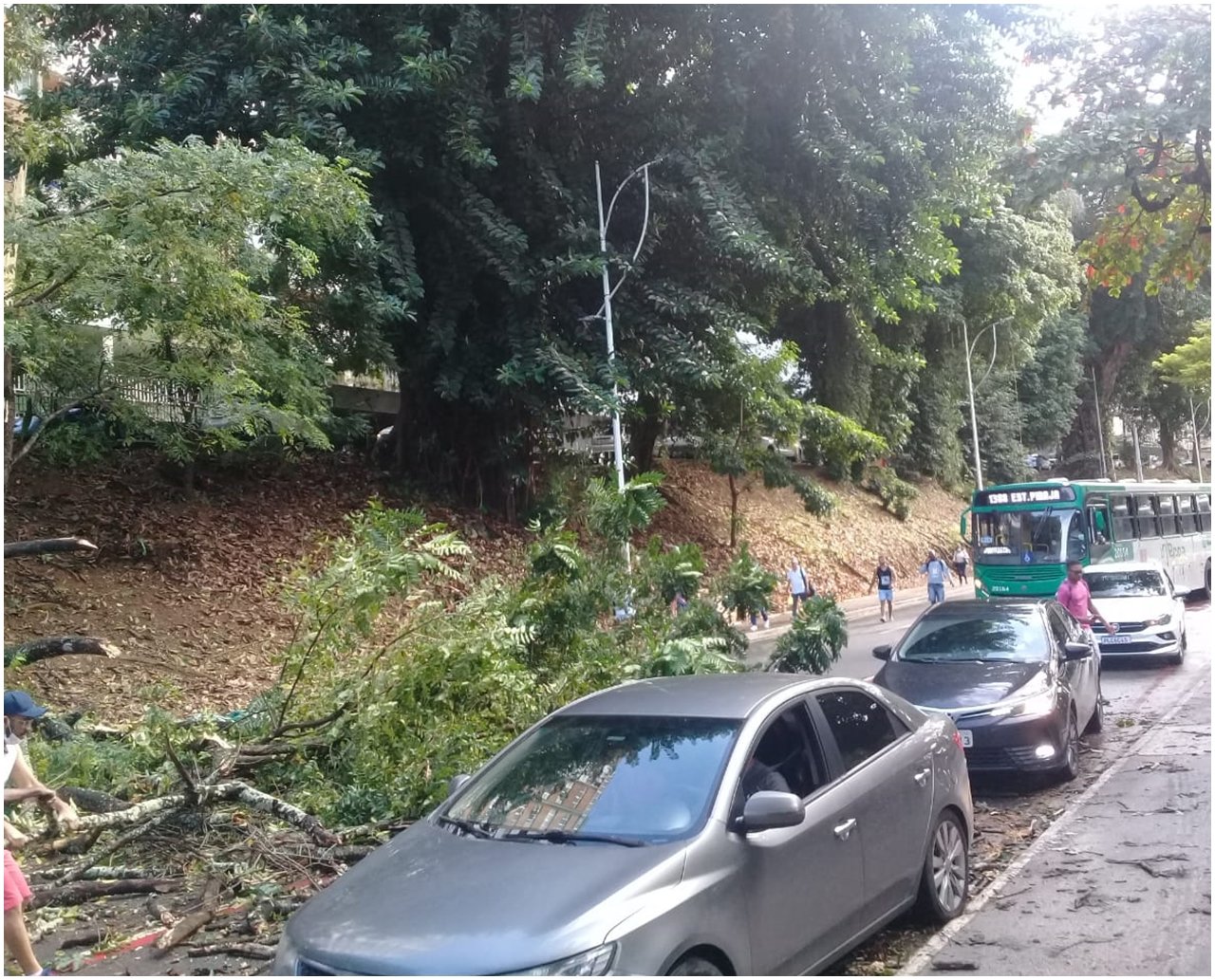 Árvore de grande porte cai, interdita parte da via e deixa trânsito intenso na Avenida Centenário