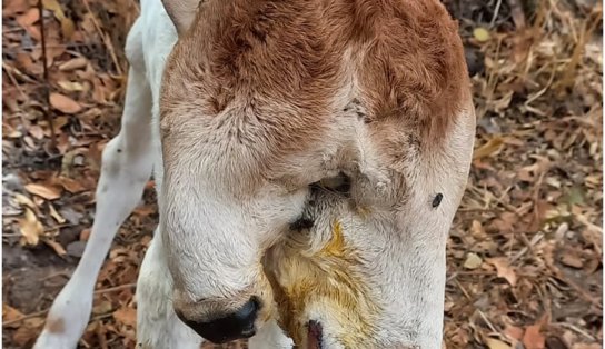 Bezerra nasce com duas cabeças na Bahia: o que aconteceu? Dono explica  