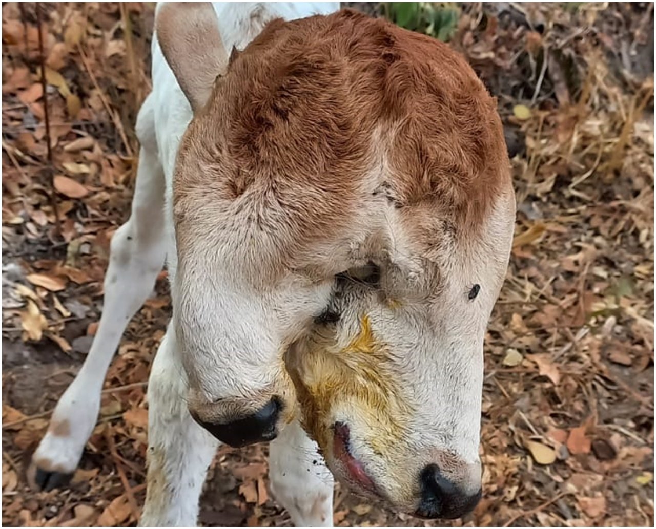 Bezerra nasce com duas cabeças na Bahia: o que aconteceu? Dono explica  