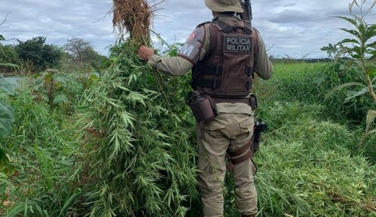 Quase 23 mil pés de maconha são erradicados no Norte da Bahia; total no ano se aproxima dos 730 mil 