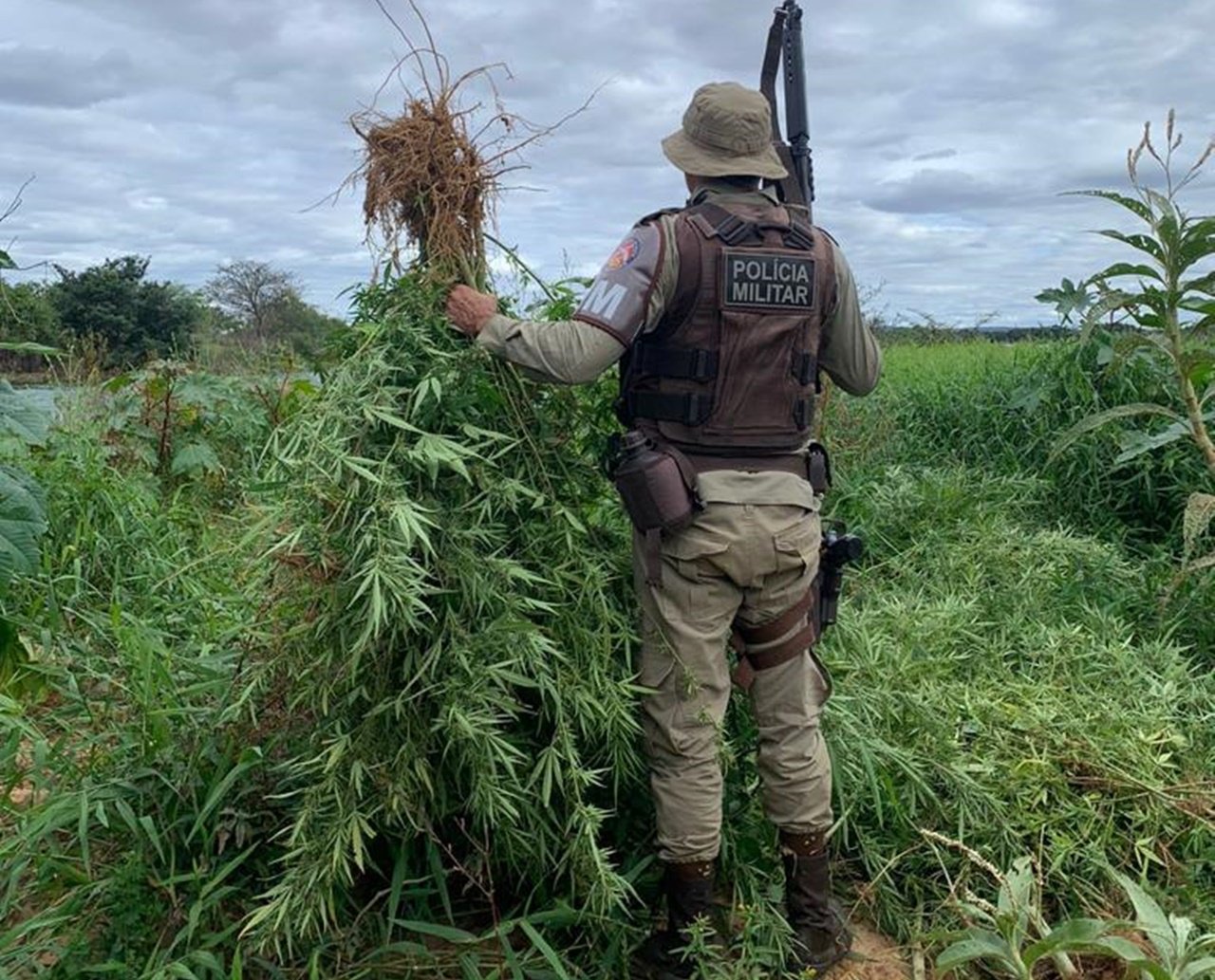 Quase 23 mil pés de maconha são erradicados no Norte da Bahia; total no ano se aproxima dos 730 mil 