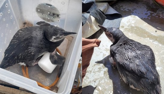 Três pinguins perdidos foram encontrados em Salvador no mês de julho