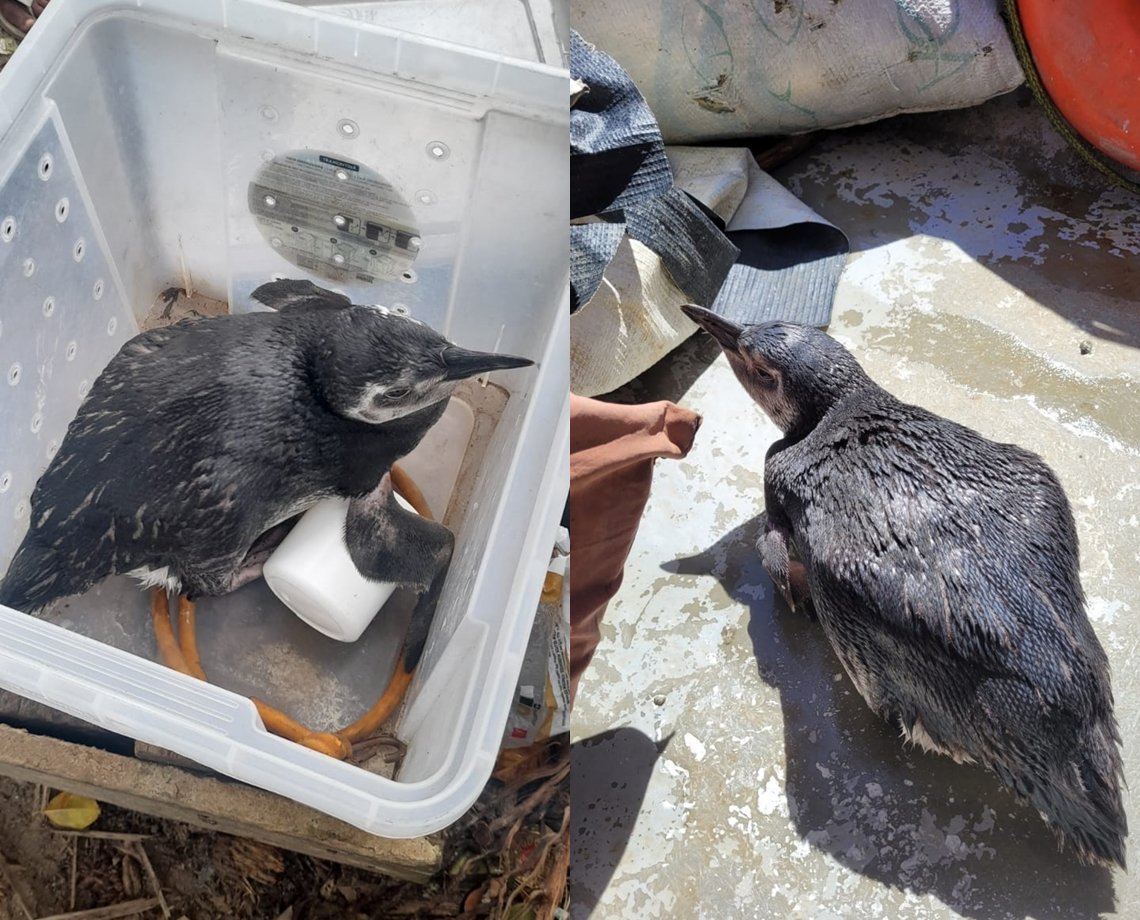 Três pinguins perdidos foram encontrados em Salvador no mês de julho