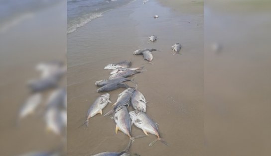 VÍDEO: diversos peixes mortos são encontrados na braia de Cabuçu, na Bahia; moradores falam em pesca com bomba