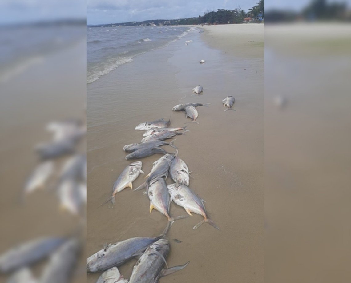 VÍDEO: diversos peixes mortos são encontrados na braia de Cabuçu, na Bahia; moradores falam em pesca com bomba