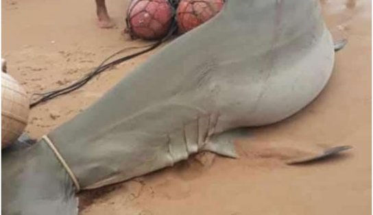 Susto! Tubarão-martelo de 2 metros é encontrado em praia do Litoral Norte da Bahia; veja vídeo 