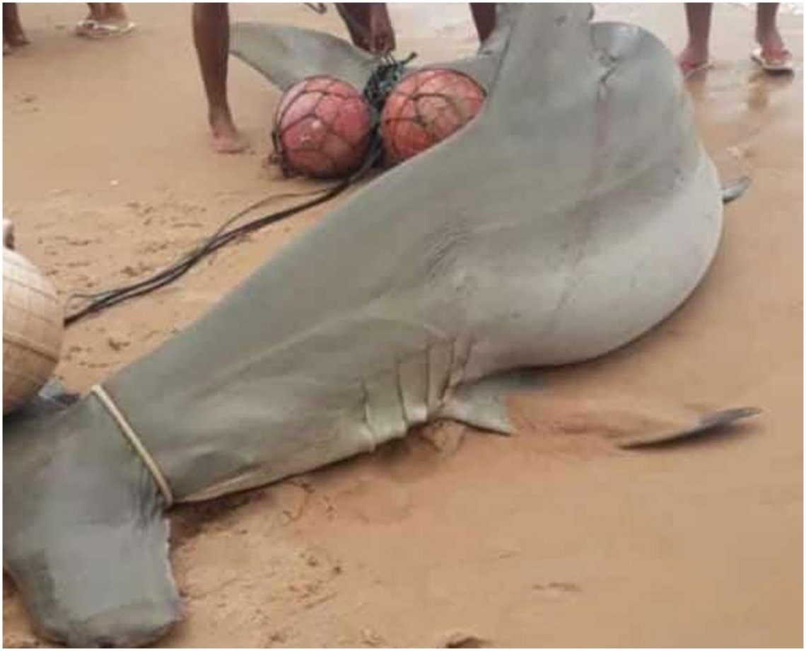 Susto! Tubarão-martelo de 2 metros é encontrado em praia do Litoral Norte da Bahia; veja vídeo 